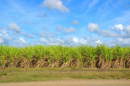 Zuckerrohrplantage