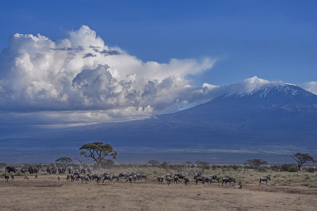 Conalco-Amboseli-Nationalpark